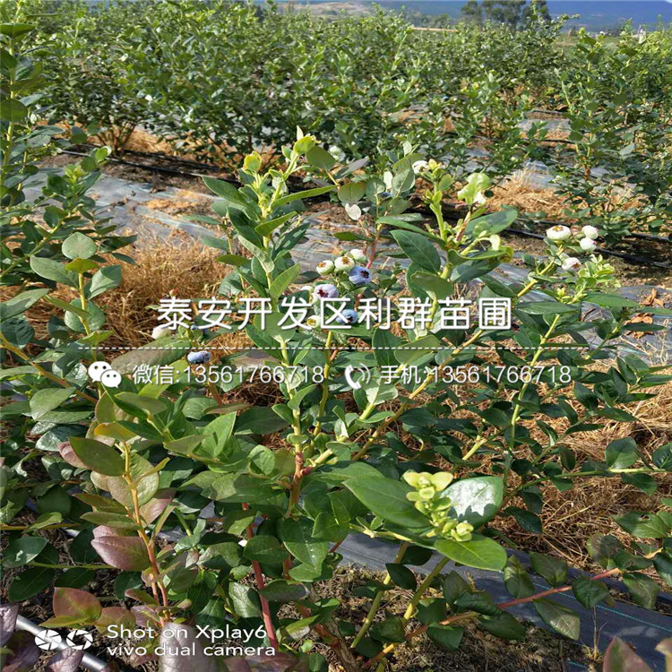 北卫蓝莓树苗出售、北卫蓝莓树苗出售基地