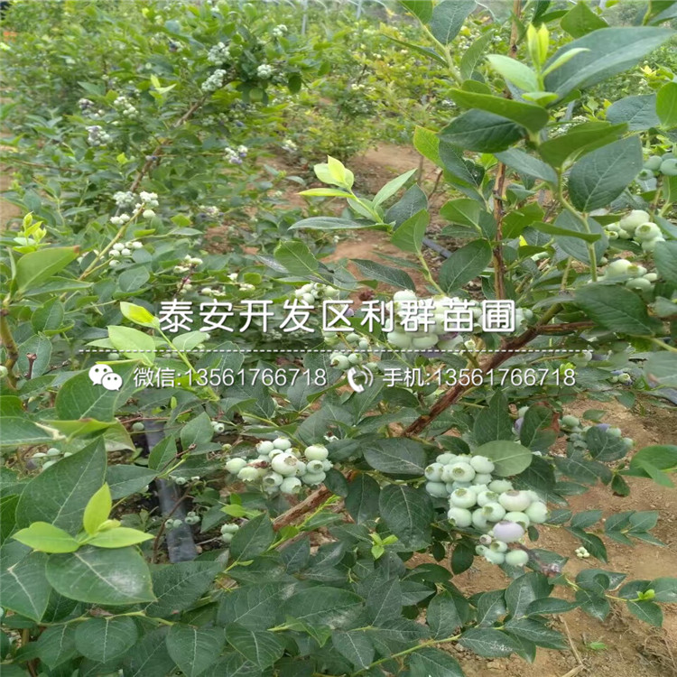 新品种考斯特蓝莓树苗出售基地