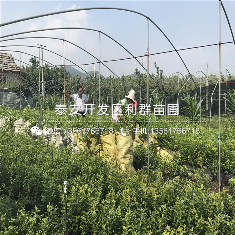 北空蓝莓苗基地、北空蓝莓苗出售价格多少