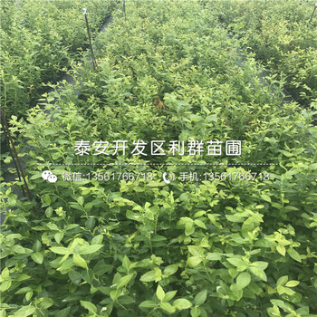 山东1年蓝莓树苗多少钱