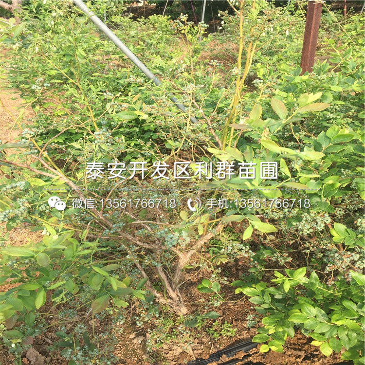 新品种晚熟蓝莓树苗基地