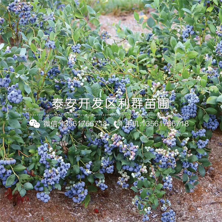 帽盖蓝莓树苗