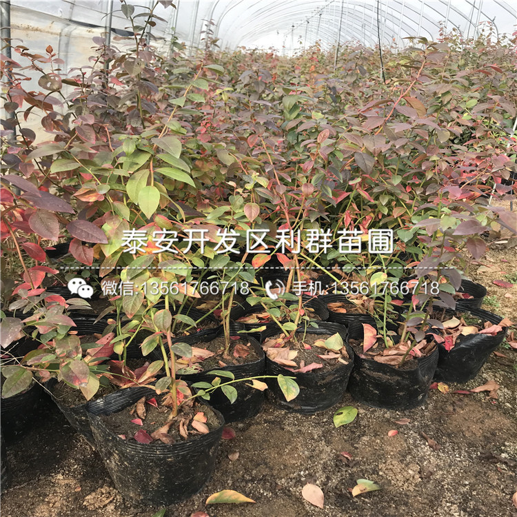 新品种考斯特蓝莓树苗出售基地