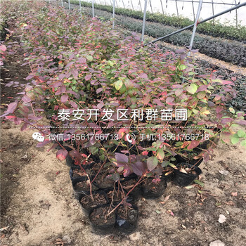 赫伯特蓝莓树苗批发、赫伯特蓝莓树苗出售基地