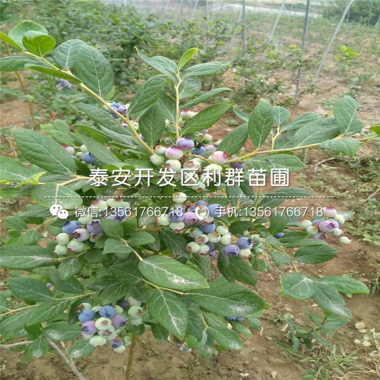 哪里有迪克西蓝莓树苗出售、迪克西蓝莓树苗多少钱一棵