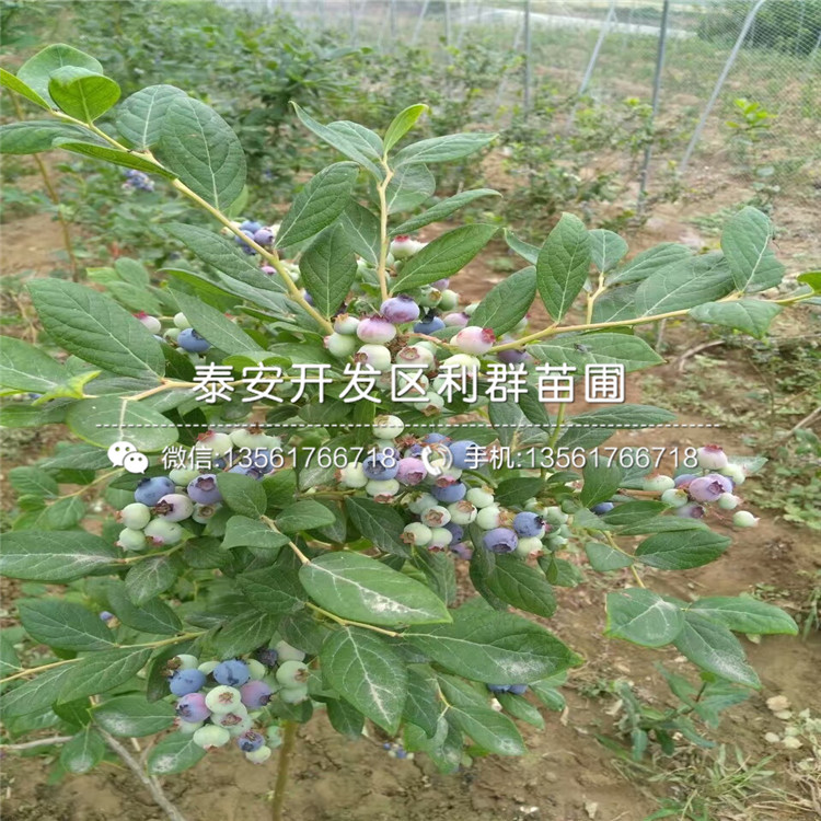 山东早熟蓝莓树苗、山东早熟蓝莓树苗格多少