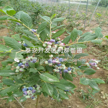 哪里有卖精华蓝莓树苗的、2018年精华蓝莓树苗价格