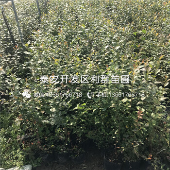 山东2018年蓝莓树苗出售价格、山东2018年蓝莓树苗多少钱一棵