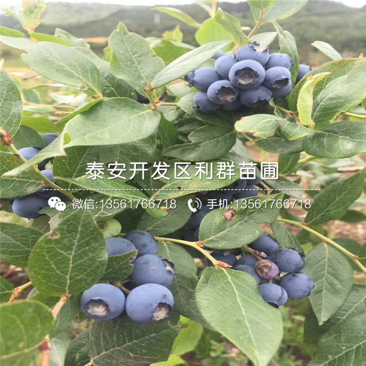 绿宝石蓝莓苗出售、绿宝石蓝莓苗格