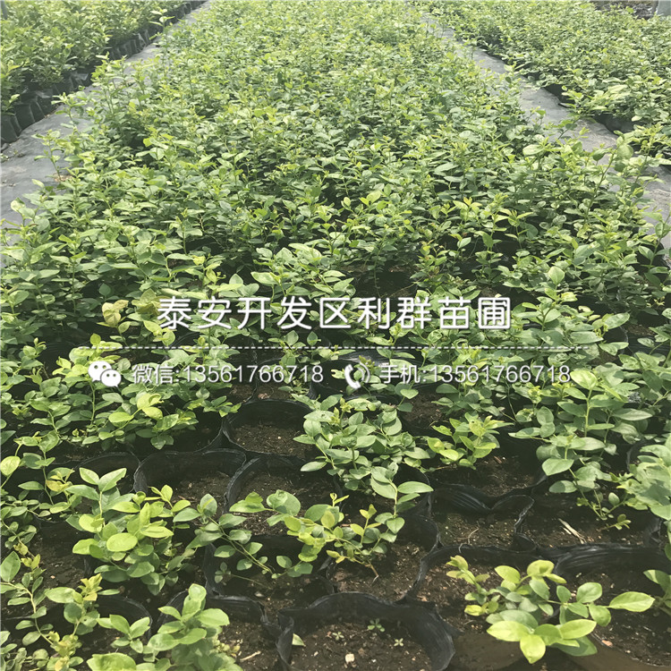 2018年比洛克西蓝莓树苗出售价格多少