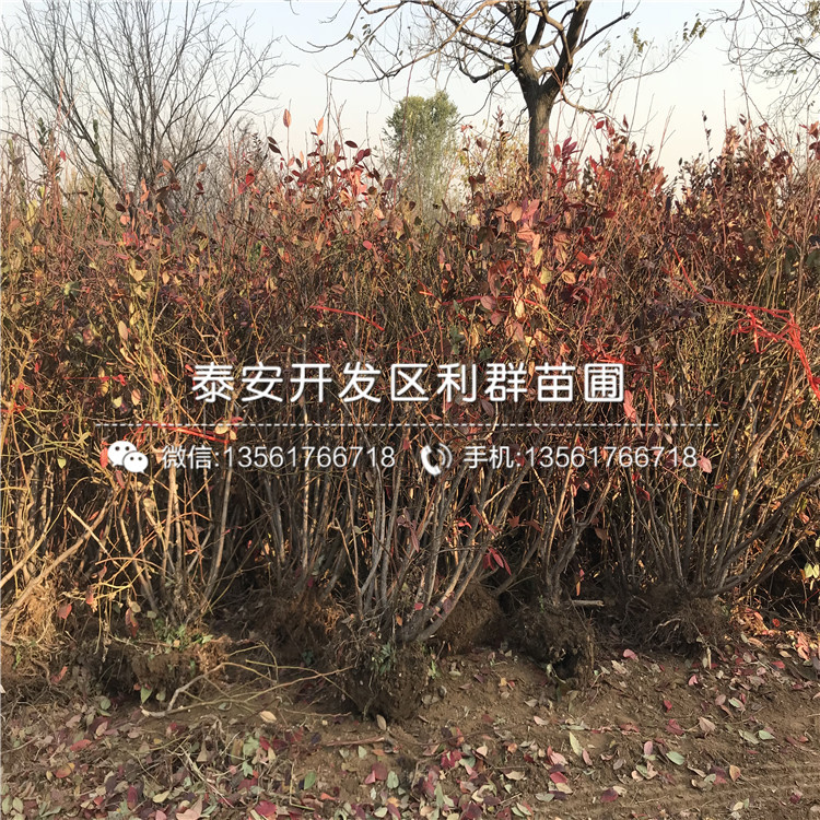 批发塞拉蓝莓苗出售价格是多少