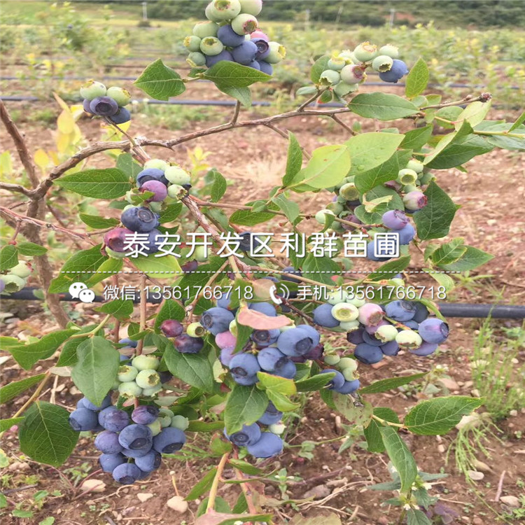 蓝片蓝莓苗哪里有卖、2018年蓝片蓝莓苗价格