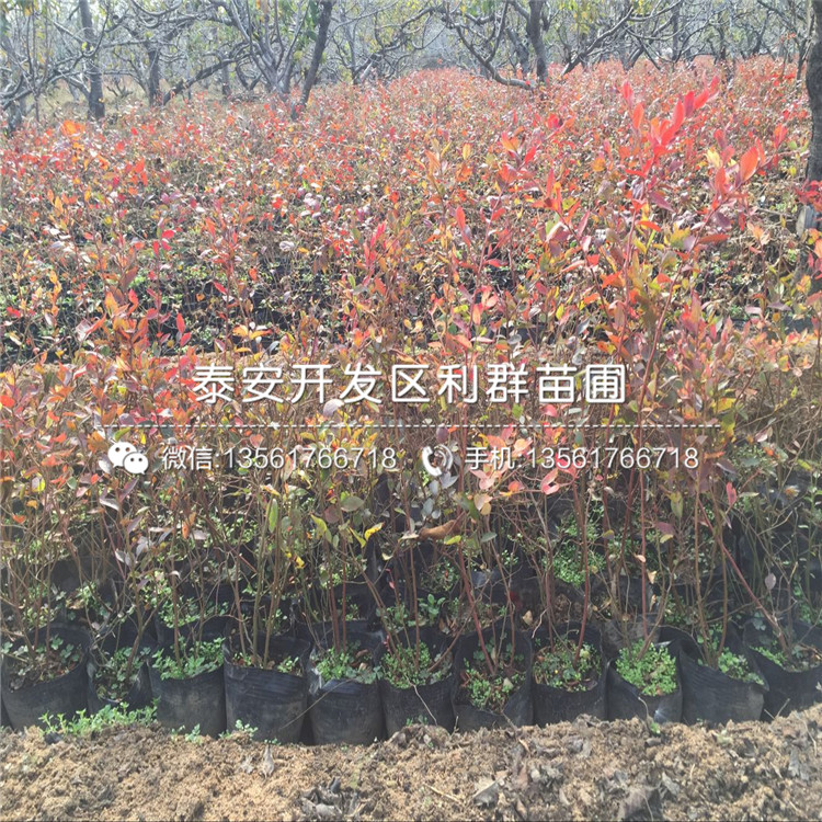 4年生蓝莓树苗格、4年生蓝莓树苗批发基地