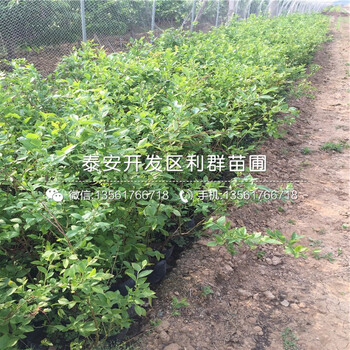 伊麗莎白藍(lán)莓樹苗基地