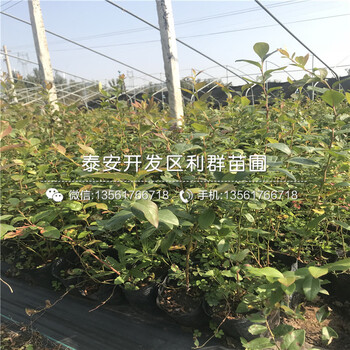 山东V3蓝莓苗出售价格