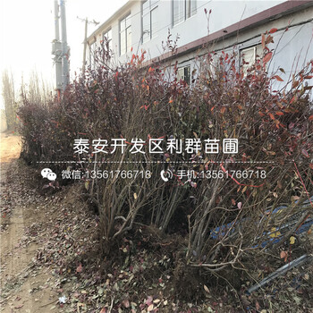 出售帽盖蓝莓树苗批发价格是多少