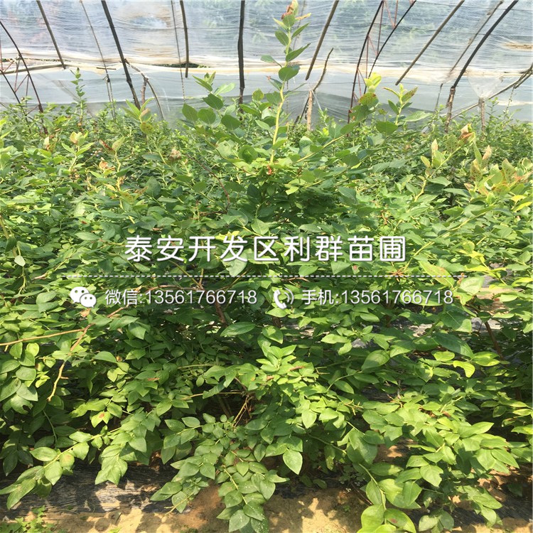 1公分2年蓝莓苗多少钱一棵