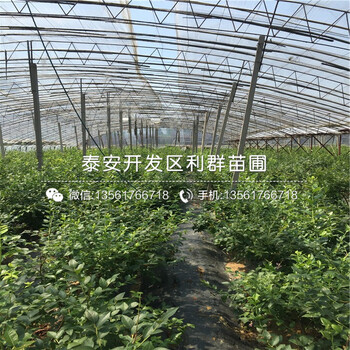 推广N-B-3蓝莓树苗基地