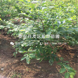 北高丛蓝莓苗种植技术图片0