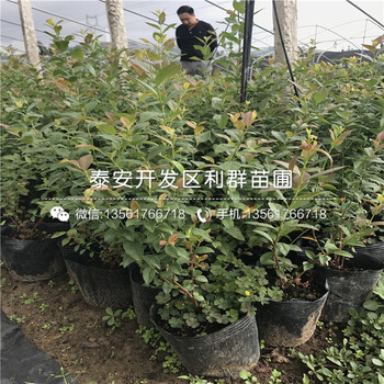 2019年比洛克西蓝莓树苗、2019年比洛克西蓝莓树苗基地