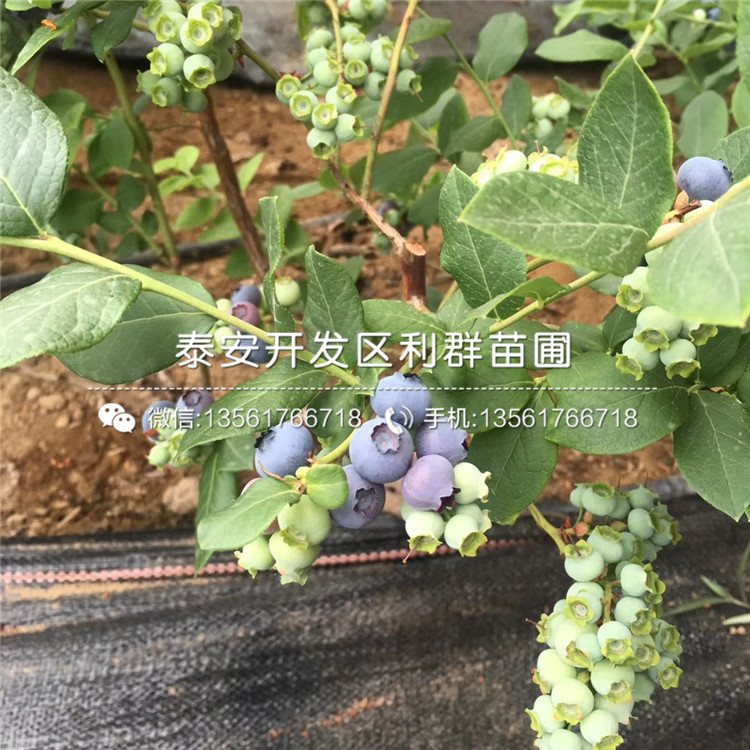 杰兔蓝莓树苗出售价格、杰兔蓝莓树苗价格多少