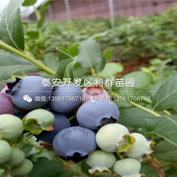 新品种夏普蓝蓝莓苗、新品种夏普蓝蓝莓苗出售价格是多少