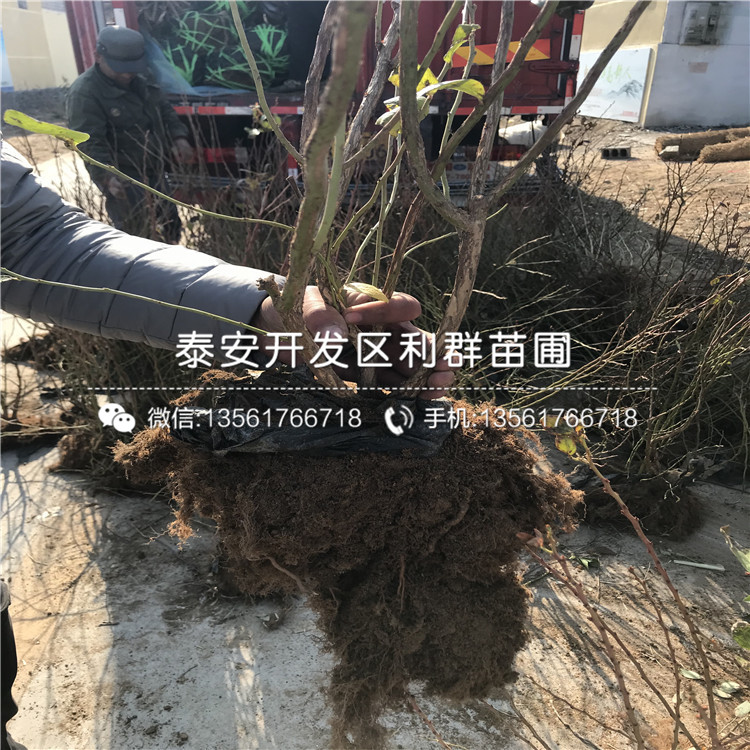 南蓝蓝莓树苗基地价格