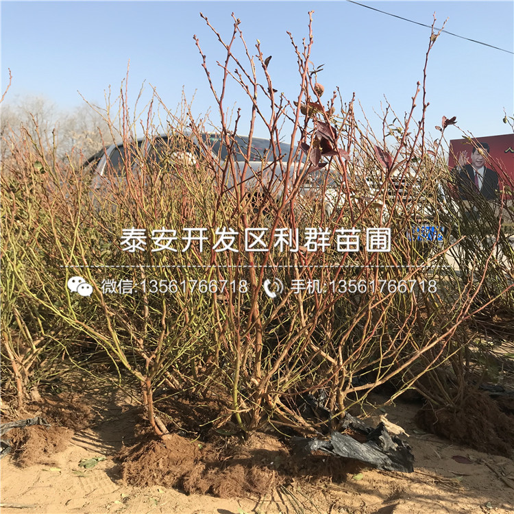 批发苔藓蓝莓树苗批发价格是多少