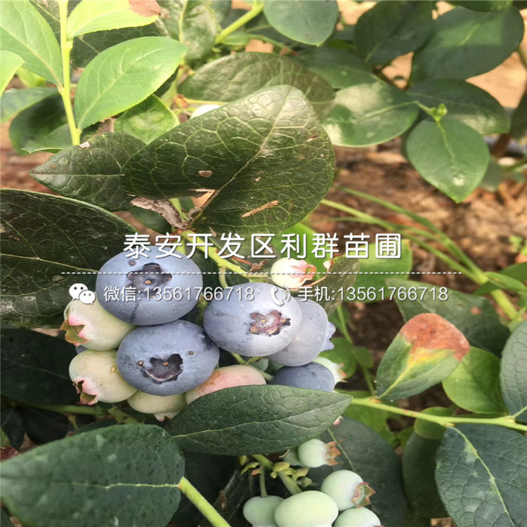 出售苔藓蓝莓树苗