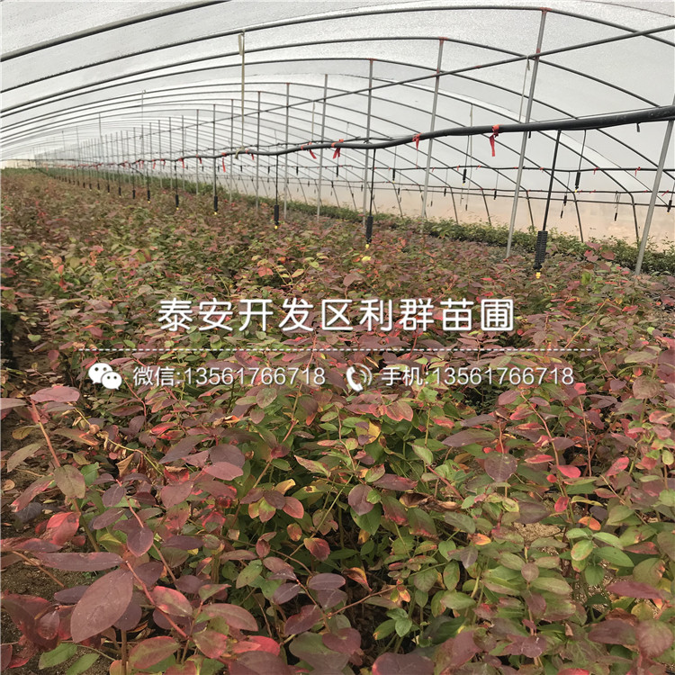 迪克西蓝莓树苗、迪克西蓝莓树苗新品种