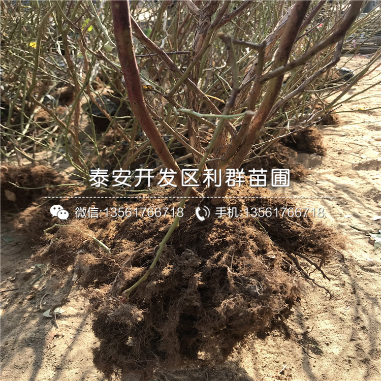 新品种晚熟蓝莓树苗基地