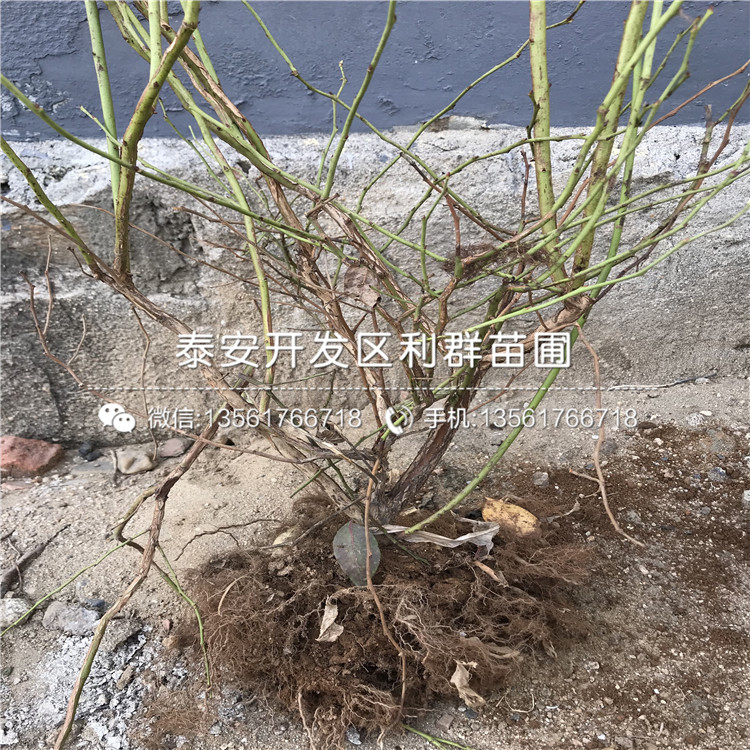 布莱登蓝莓树苗价格多少