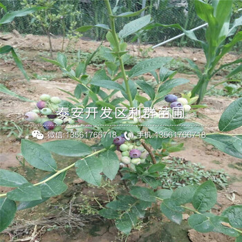 久比利藍莓苗批發(fā)多少錢