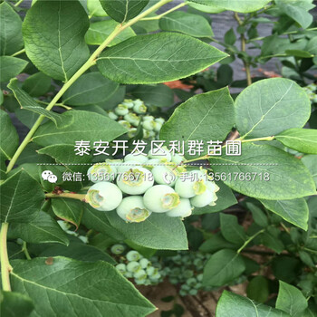 2018年脱毒蓝莓树苗批发