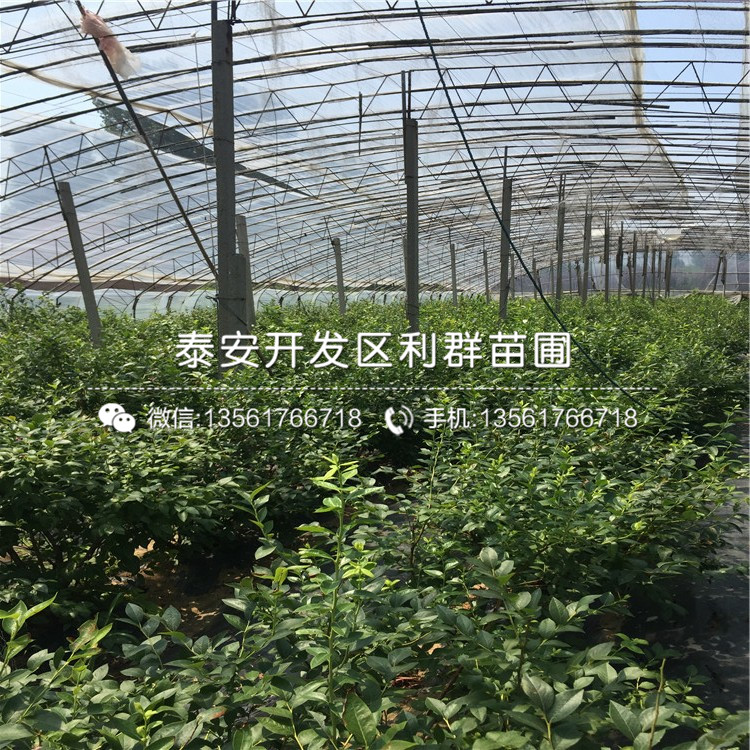 山东V3蓝莓苗出售价格