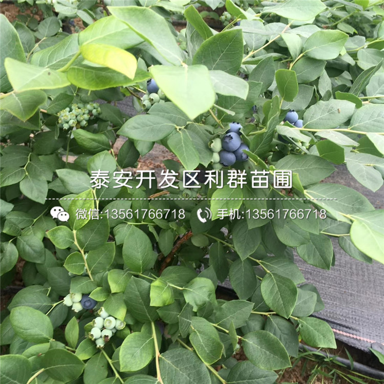 圣云蓝莓苗价格