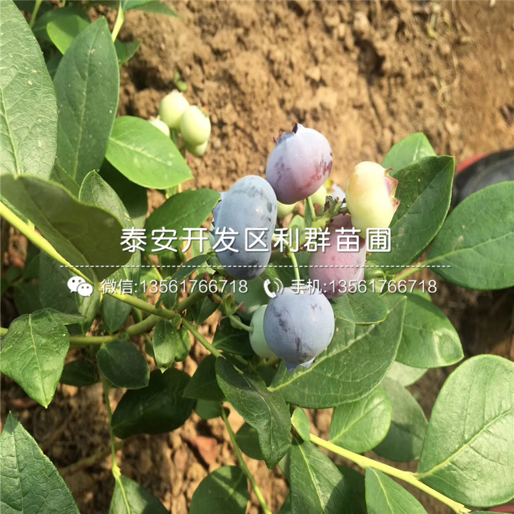 新品种伯克利蓝莓苗出售