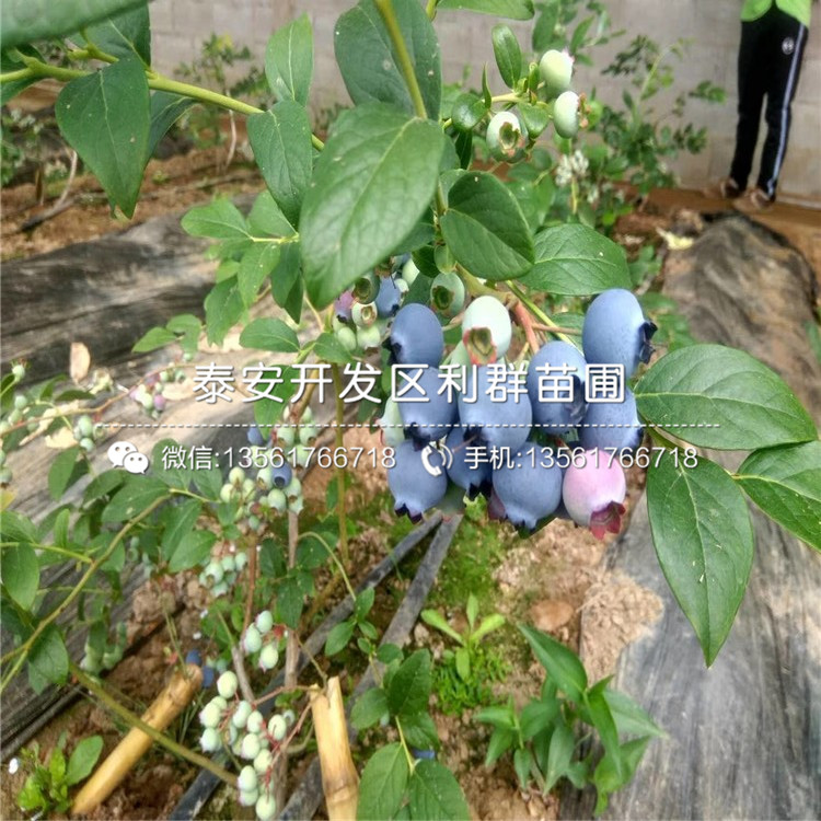 迪克西蓝莓树苗、迪克西蓝莓树苗新品种