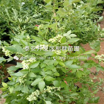 3年蓝莓苗销售价格低