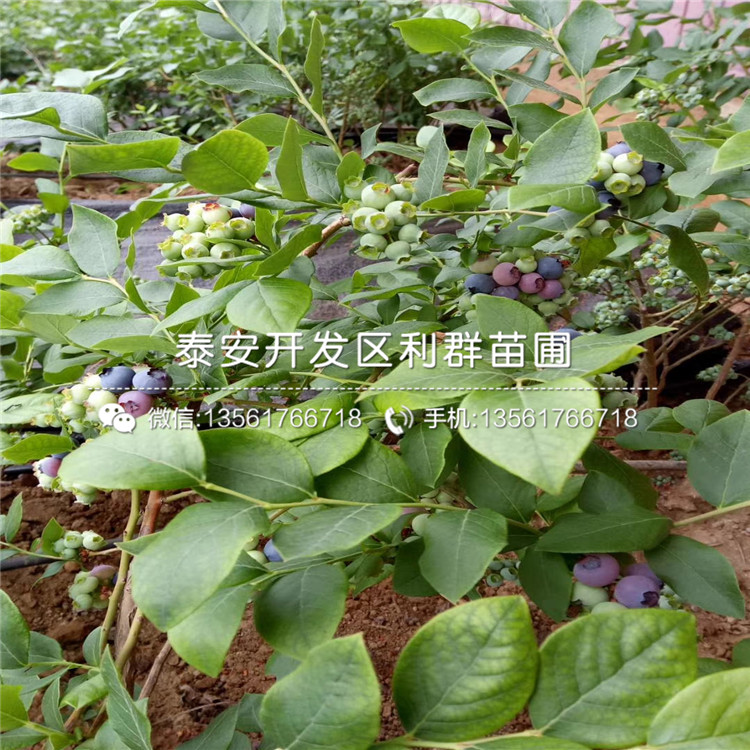 山东斯巴坦蓝莓树苗报价、山东斯巴坦蓝莓树苗价格是多少