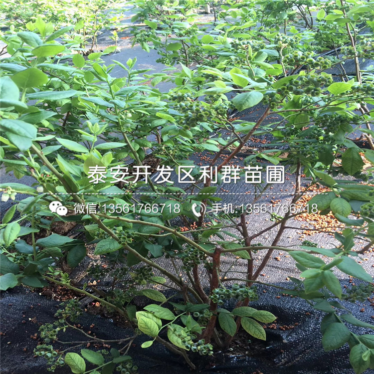 1公分精华蓝莓树苗价格