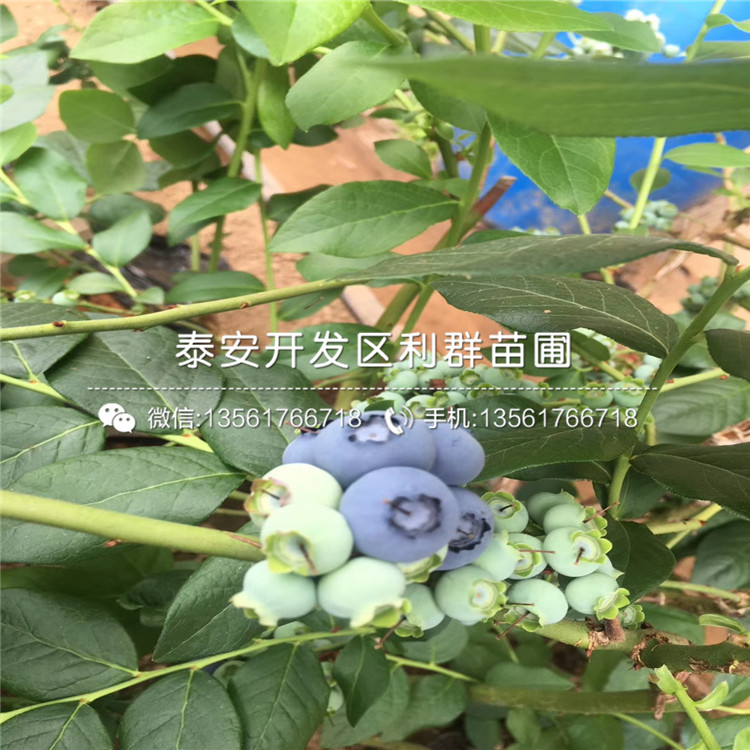 维口蓝莓苗品种、2018年维口蓝莓苗新品种