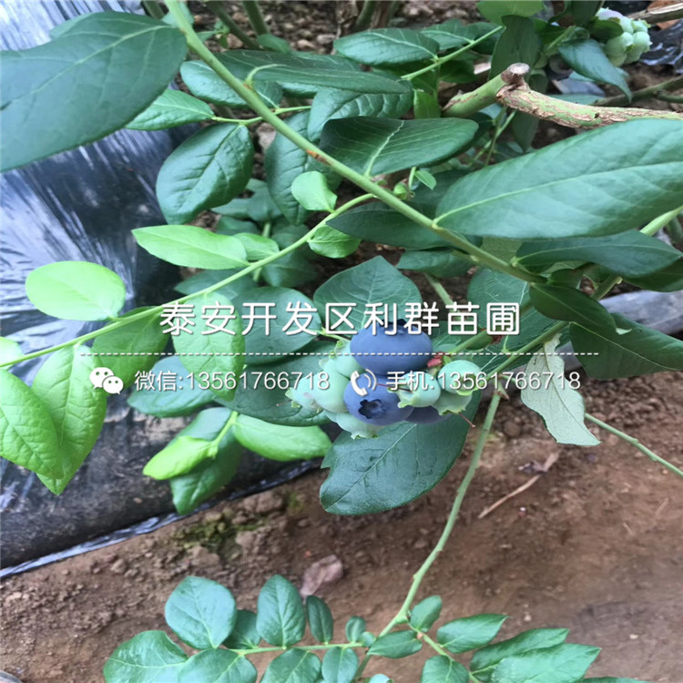 布莱登蓝莓树苗价格多少