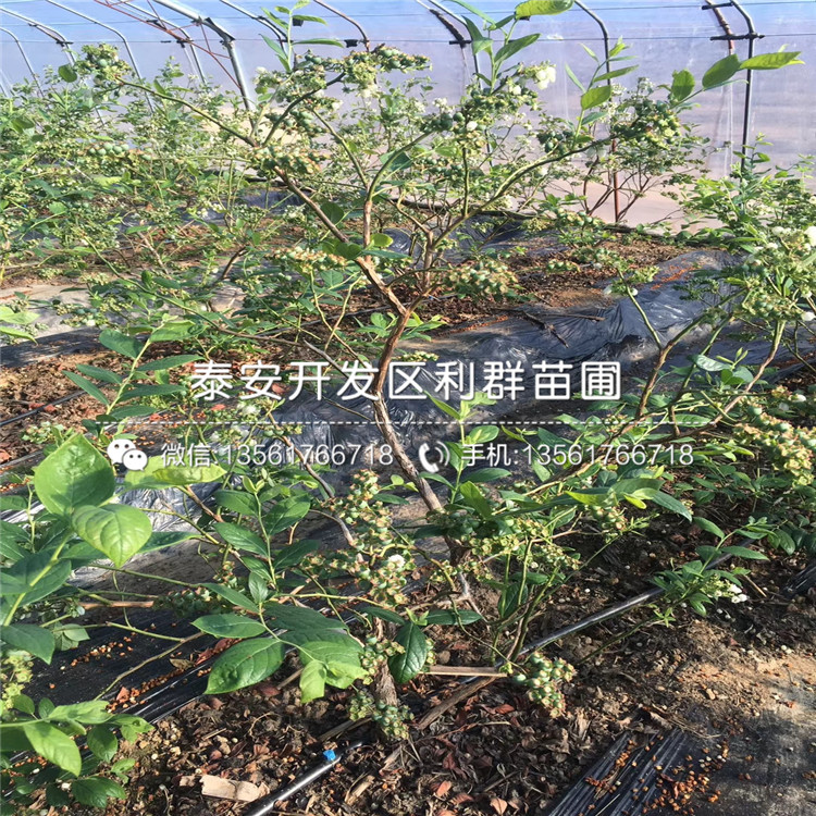 2018年坤蓝蓝莓树苗价格、坤蓝蓝莓树苗基地