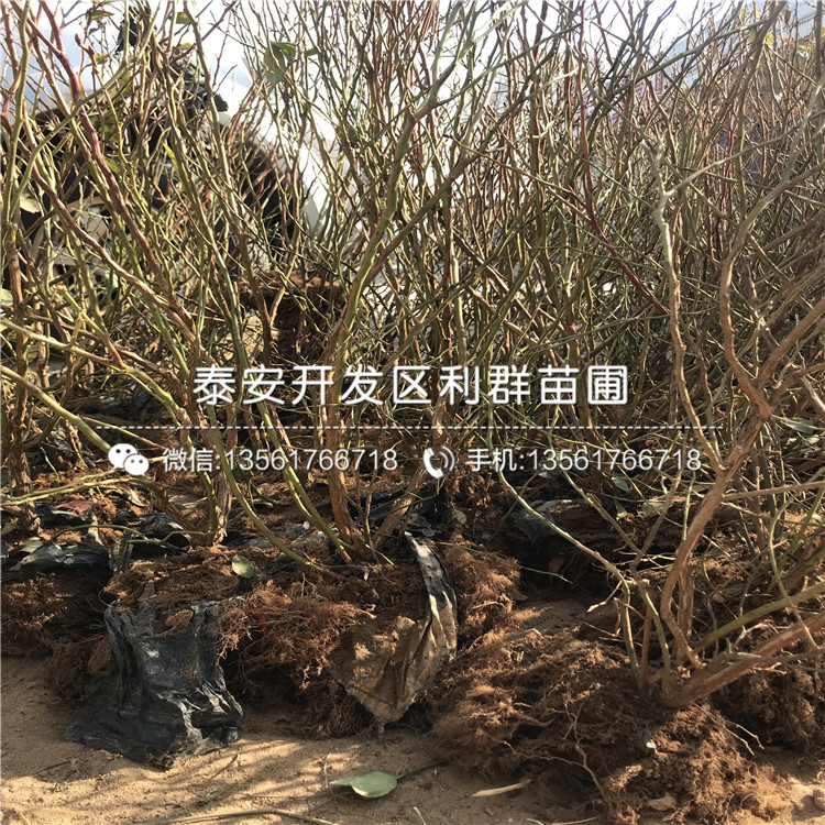 北卫蓝莓树苗出售、北卫蓝莓树苗出售基地