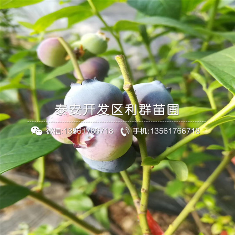 新品种伊丽莎白蓝莓苗格