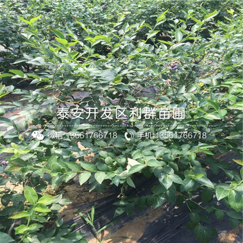 大粒星蓝莓树苗品种介绍