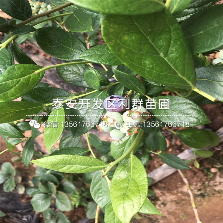 康维尔蓝莓树苗哪里有卖、康维尔蓝莓树苗价格多少