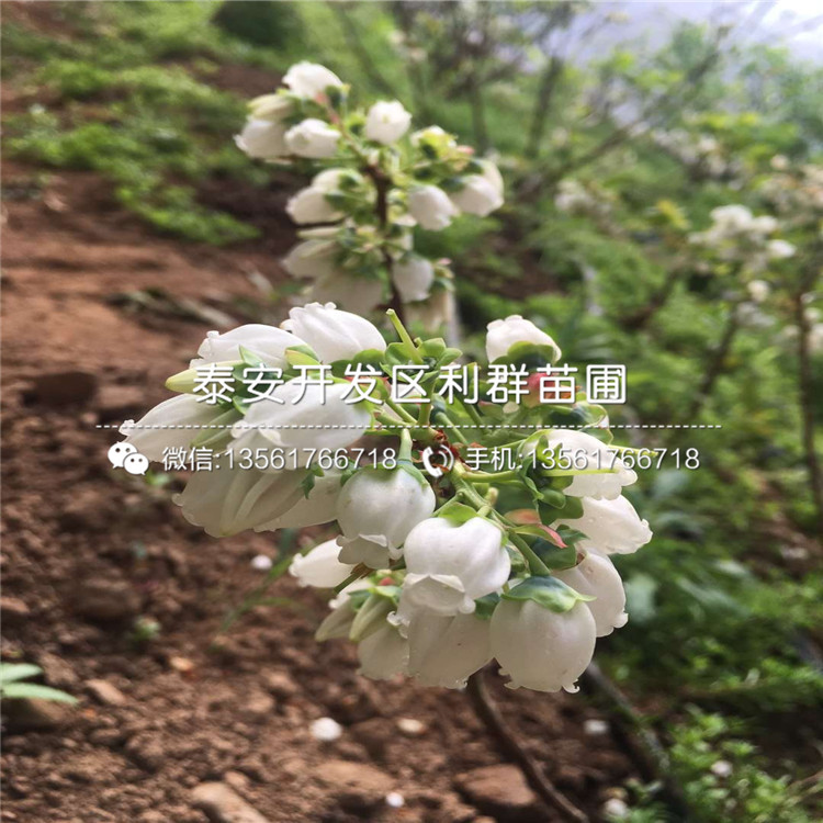 山东早蓝蓝莓树苗价格、山东早蓝蓝莓树苗多少钱