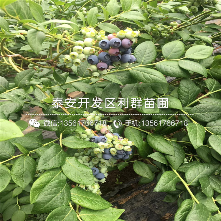 阳光蓝蓝莓苗价格低